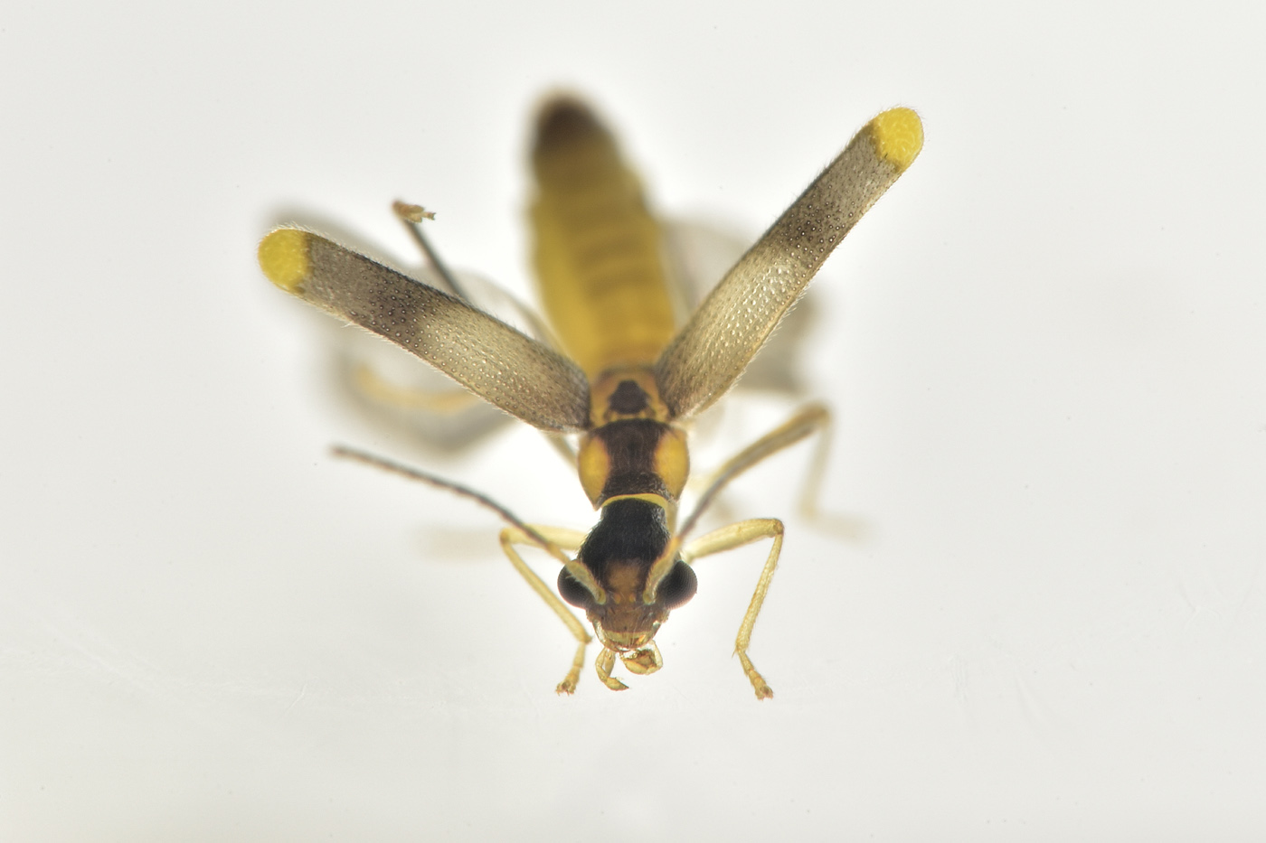 Cantharidae: Malthinus sp.?  S, Malthinus balteatus